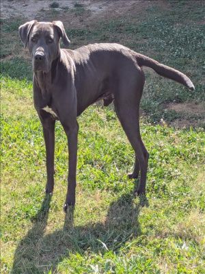 This animal was rescued by A Citizen Date animal was rescued 042825 Date animal was brought to t