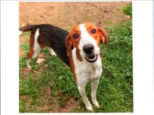 This animal was surrendered to the shelter by its previous owner due to no fault of her own Mamacit