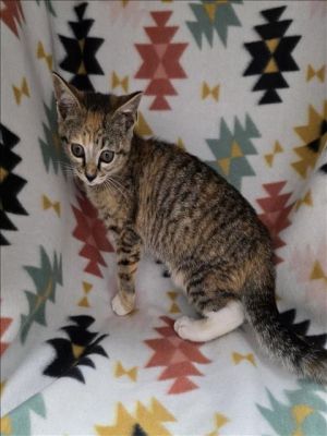 This animal was surrendered to the shelter by its previous owner 1st FVRCP vaccine given on 51225