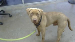 BUDDY, Young Male Mixed Breed