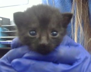 ROLO, Baby Male Domestic Short Hair