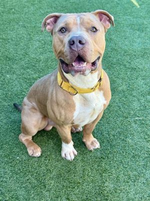LENNY, Adult Male Mixed Breed