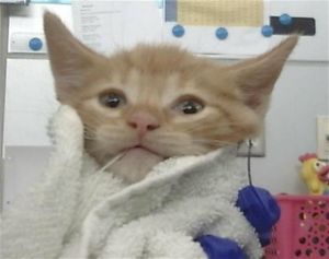 PAPRIKA, Baby Male Domestic Short Hair