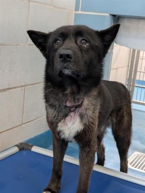 LEEROY, Young Male Mixed Breed
