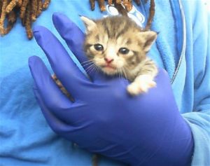 MAVIS, Baby Female Domestic Short Hair