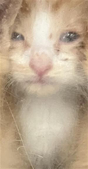 PAPA JOHNS, Baby Male Domestic Short Hair