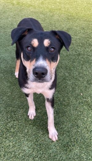 IRIS, Young Female Mixed Breed