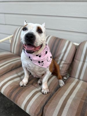 JAZZ, Adult Female Mixed Breed