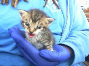 MAYA, Baby Female Domestic Short Hair