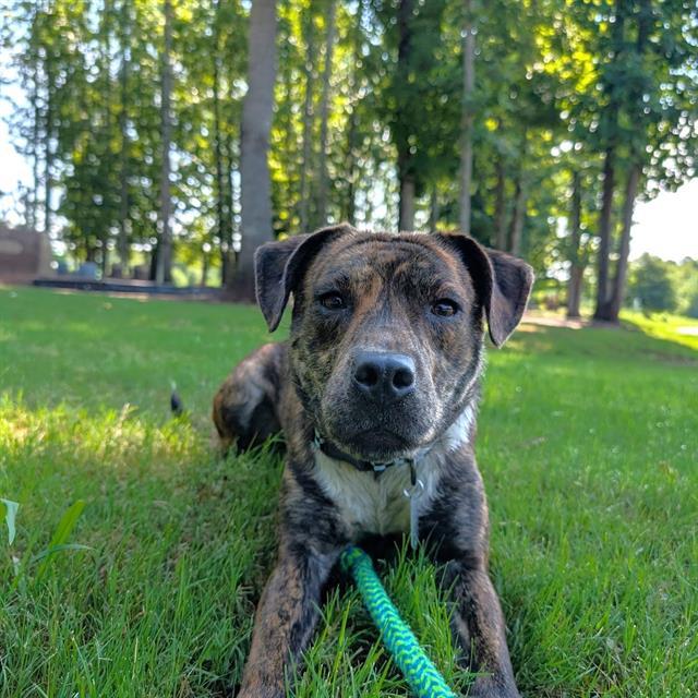ROSIE