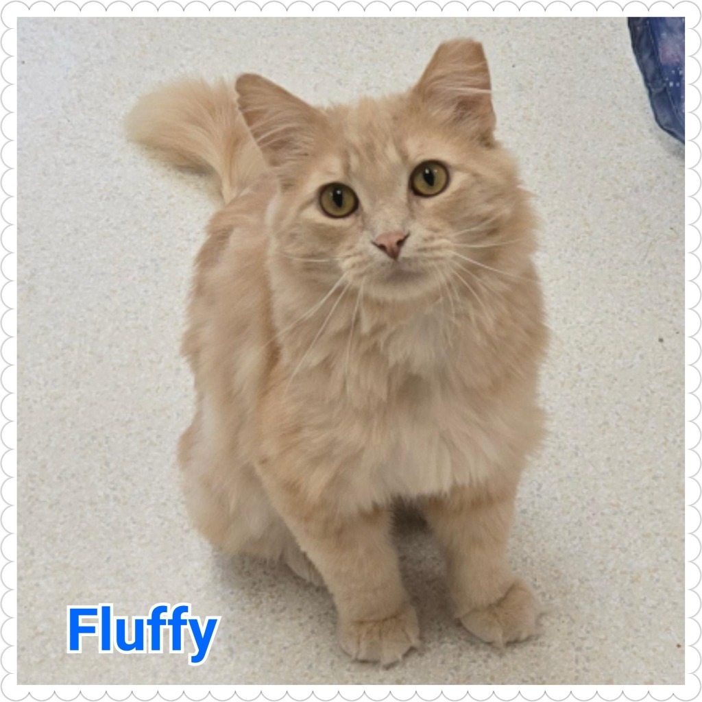 Fluffy