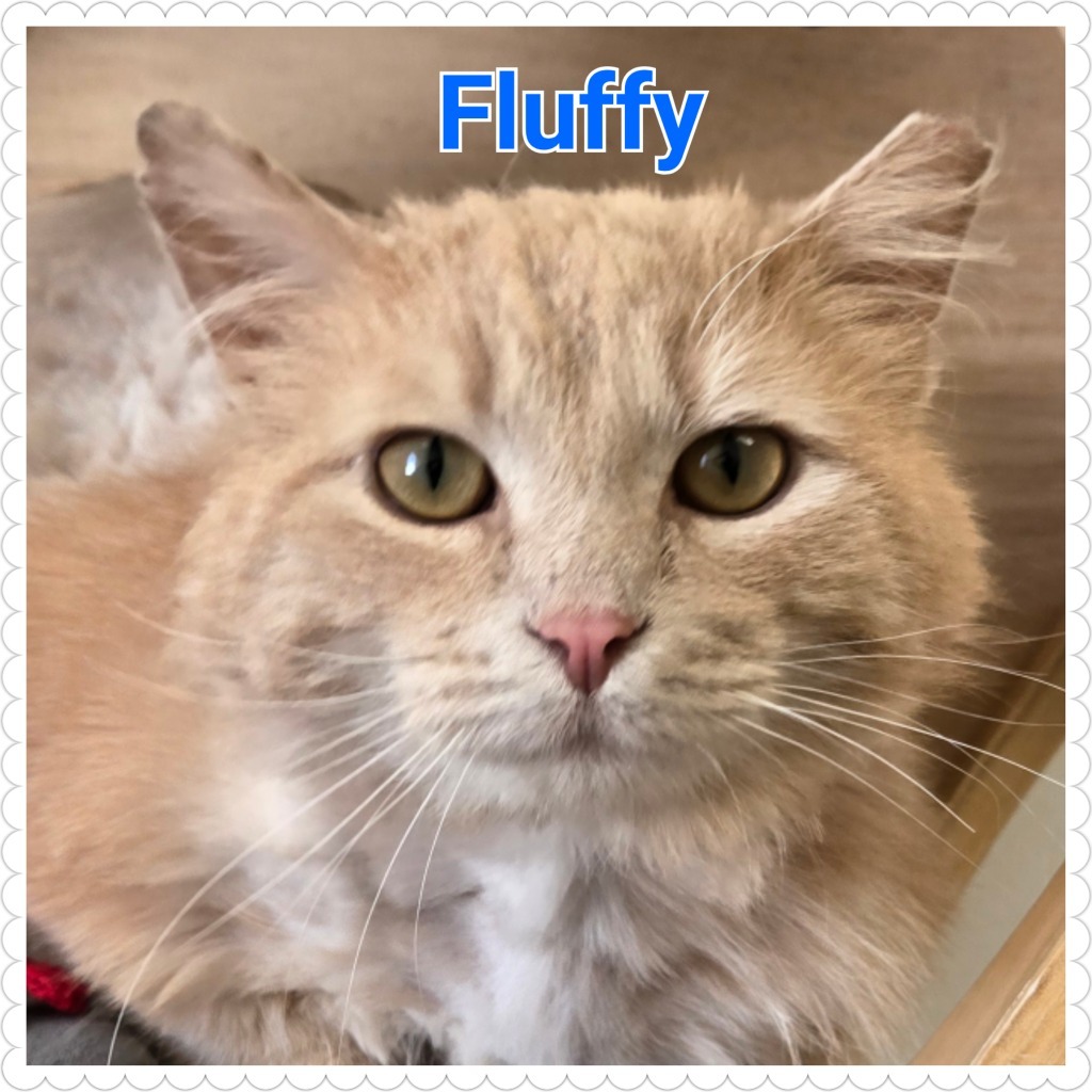Fluffy