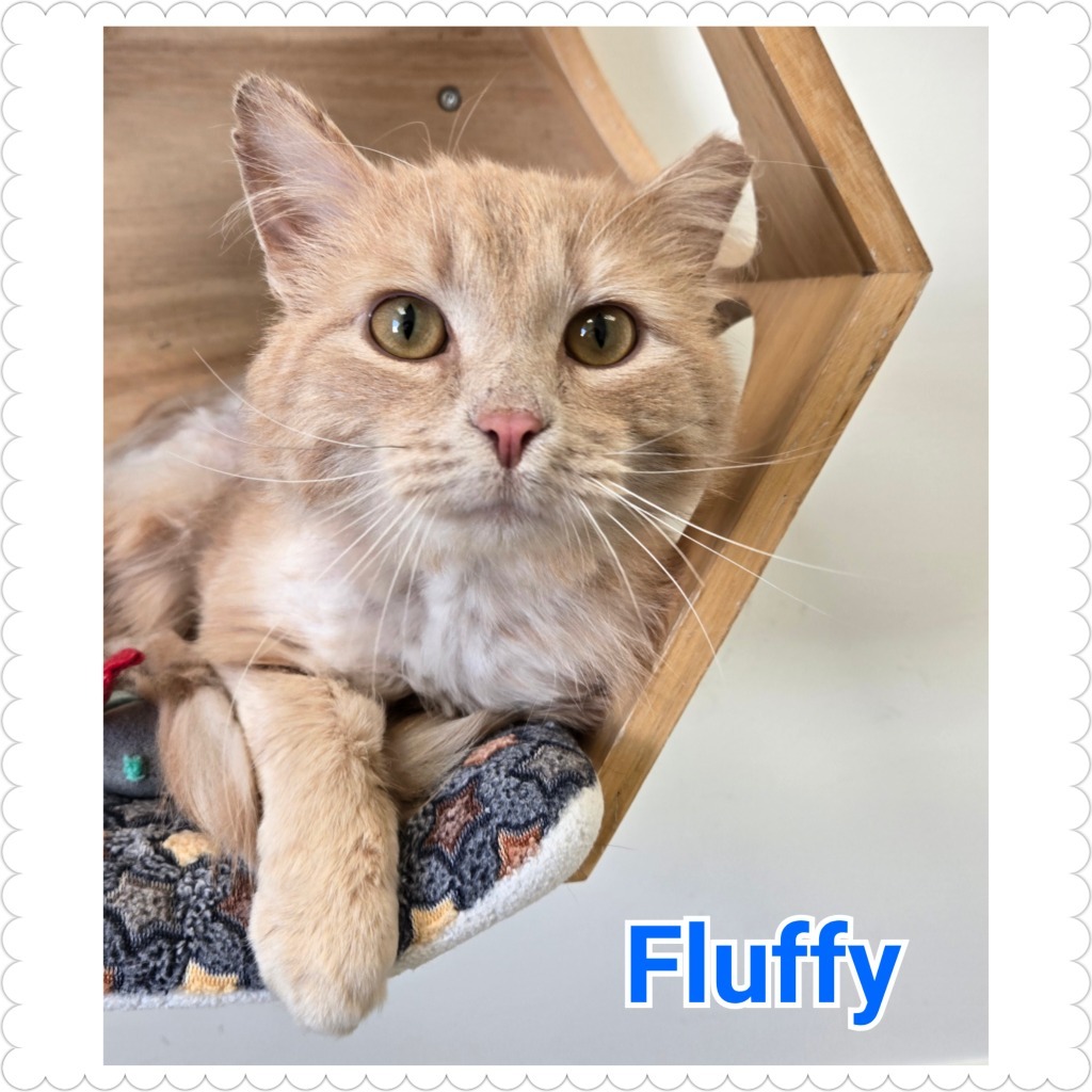 Fluffy