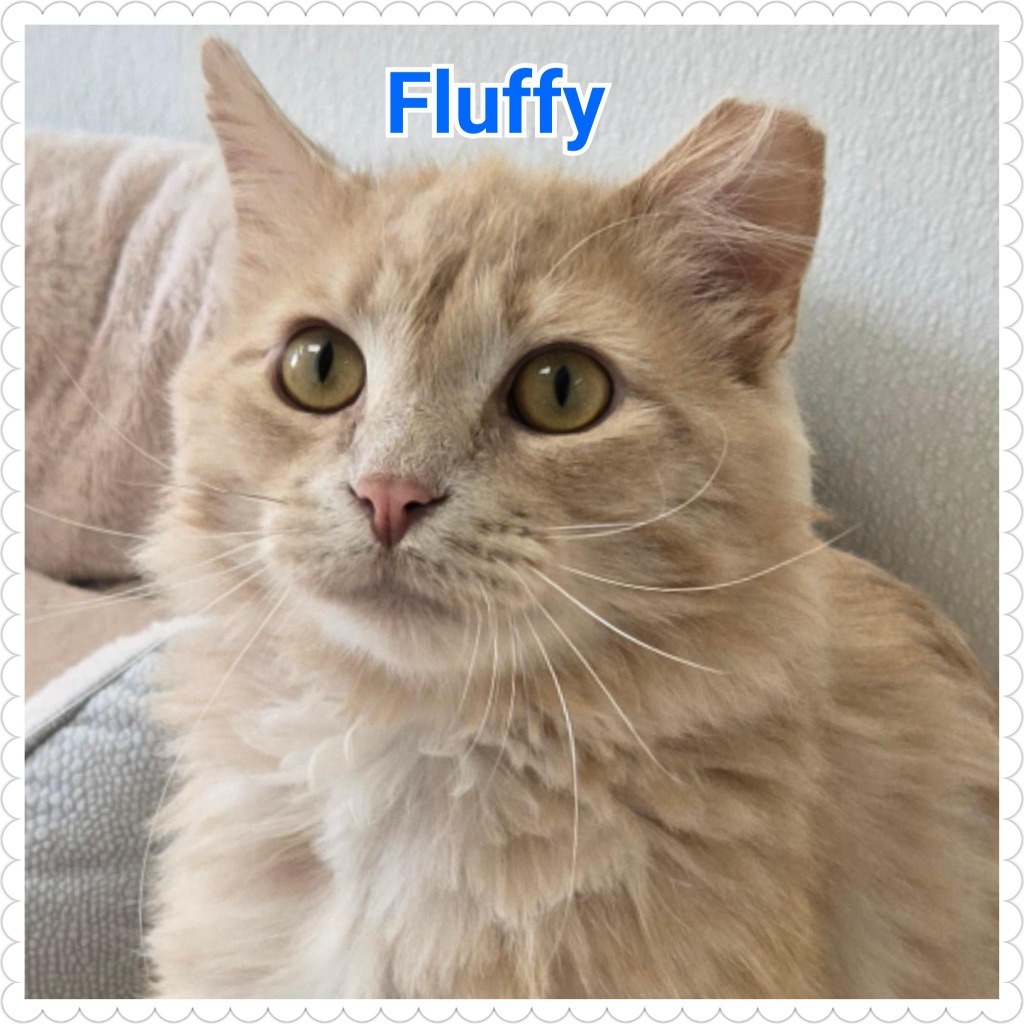 Fluffy