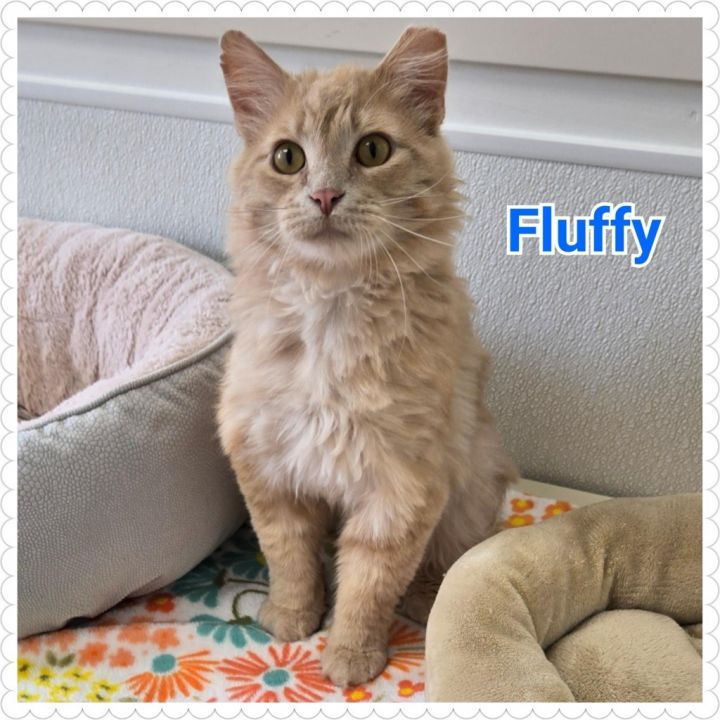 Fluffy 5
