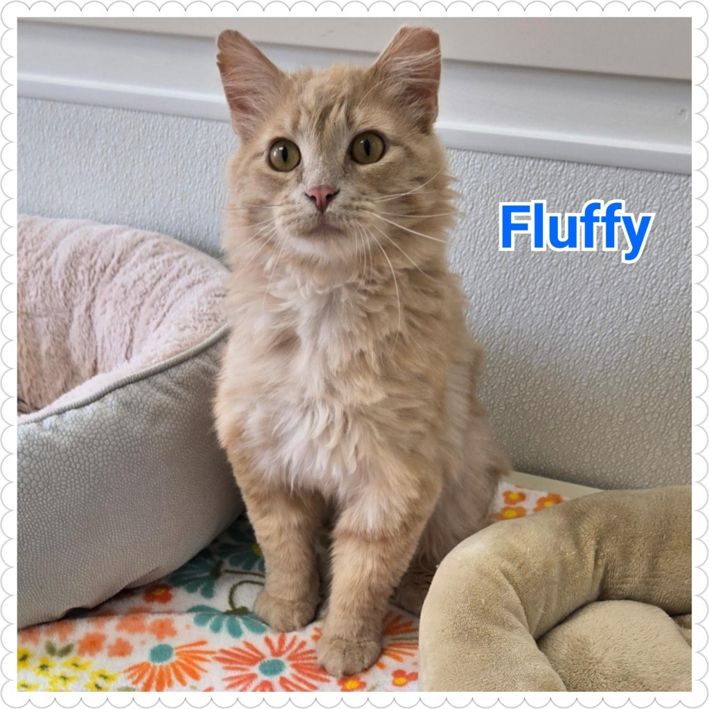 Fluffy