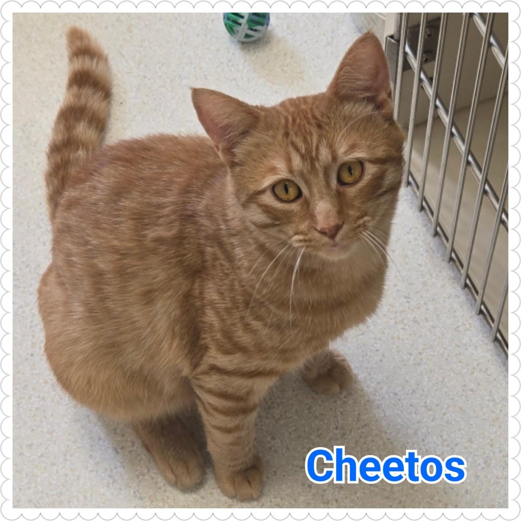 Cheetos