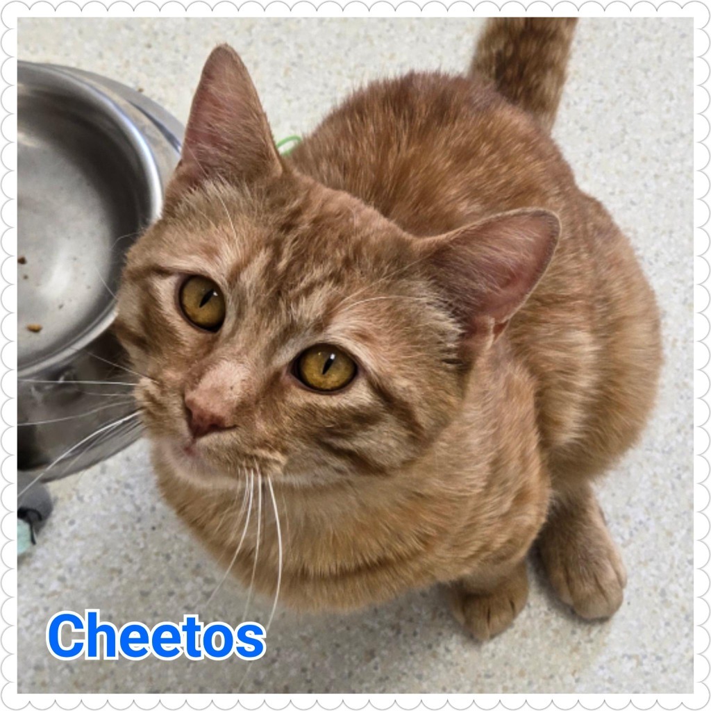 Cheetos