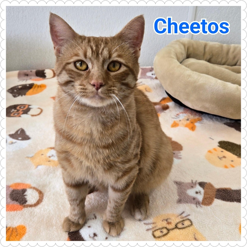 Cheetos