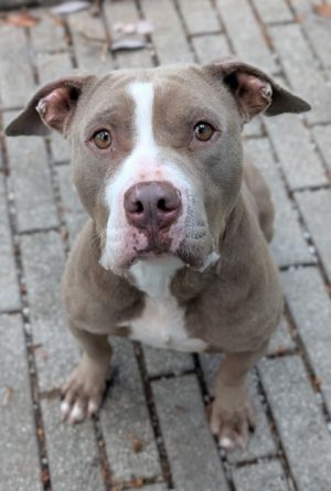 Hello Im Jasmine My days are filled with wagging tails friendly barks and lots of cuddles Im 