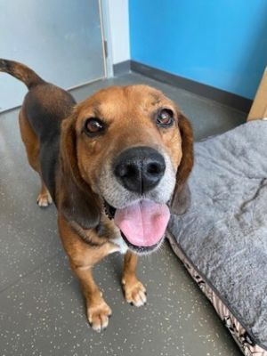 This sweet boy has soulful eyes a great smile and the biggest softest ears that he enjoyed having