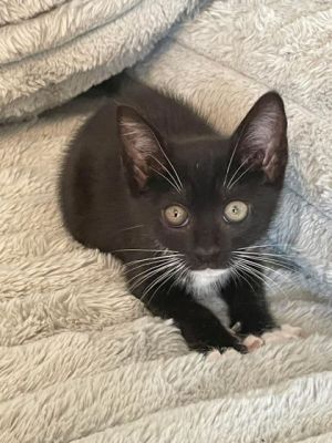 Merit, Baby Female Domestic Short Hair