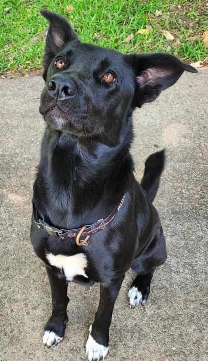 Cocoa