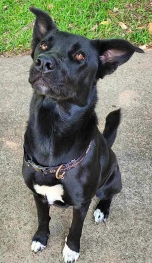 Cocoa, Adult Female Labrador Retriever