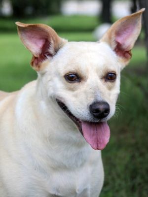 Wonton, Adult Female unknown
