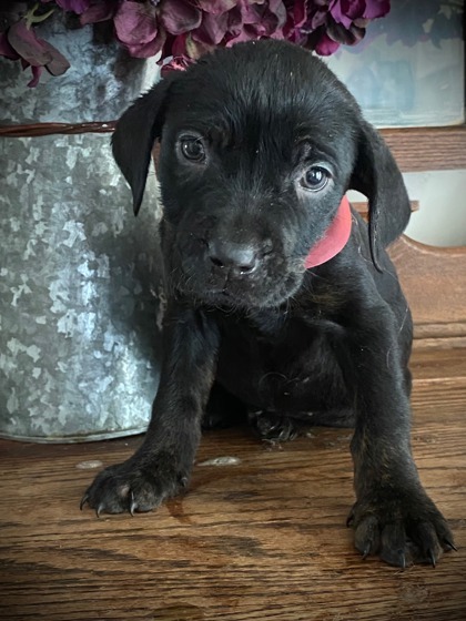 Nova