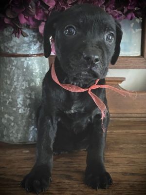 Ares, Baby Female Cane Corso