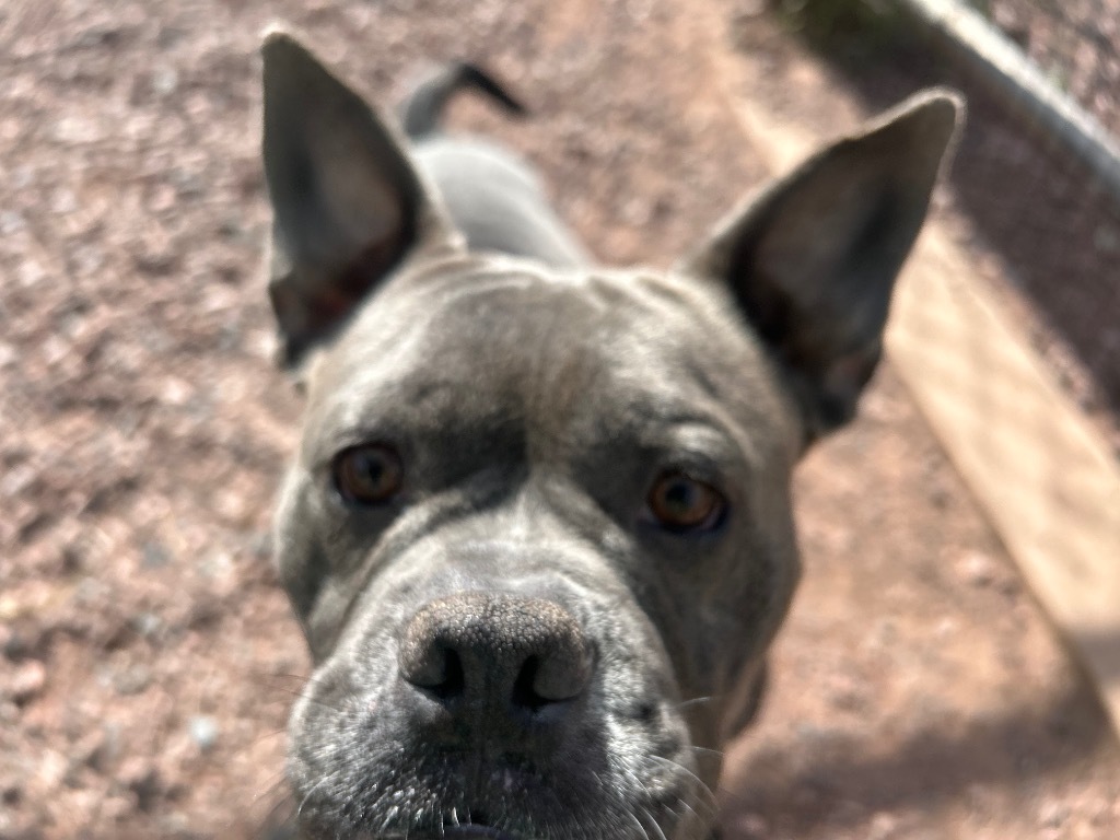 French Fry, an adoptable French Bulldog, Staffordshire Bull Terrier in Ashland, WI, 54806 | Photo Image 1