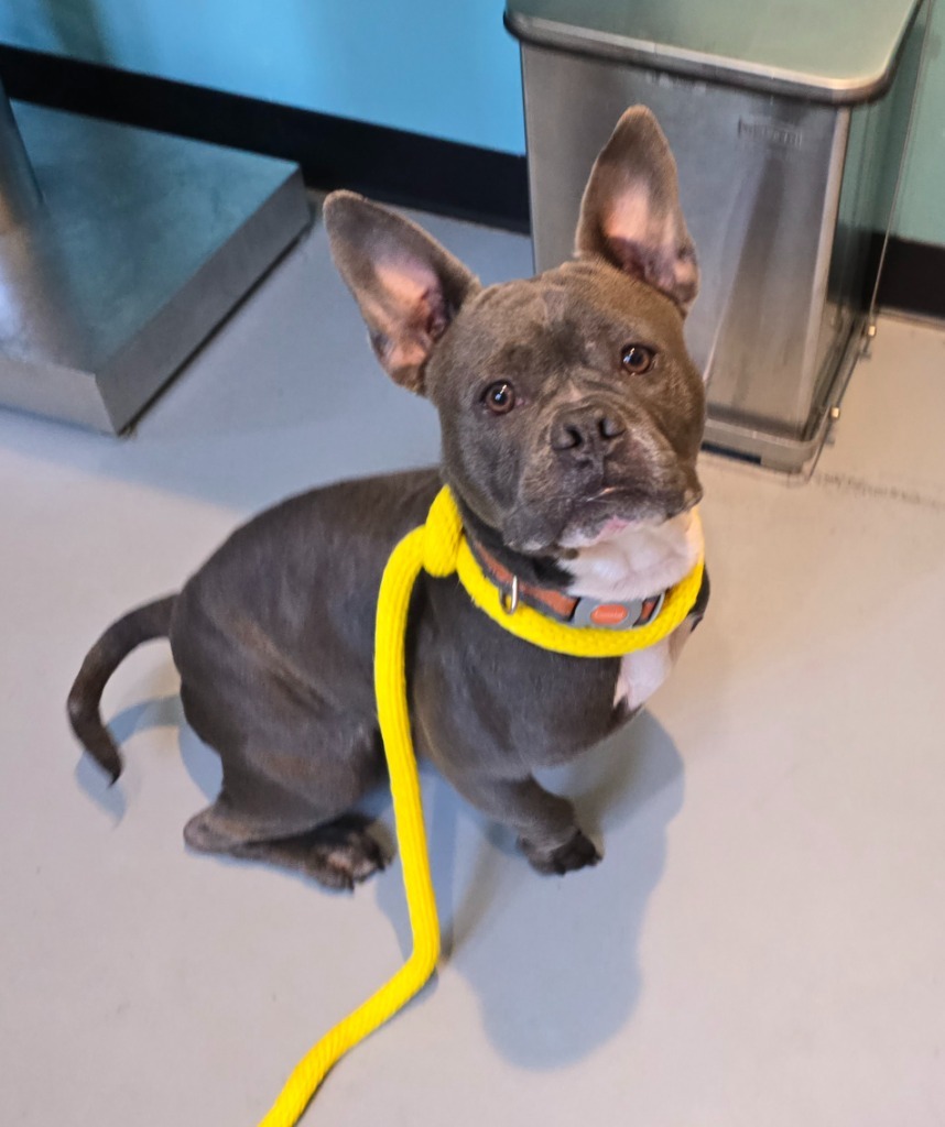 French Fry, an adoptable French Bulldog, Staffordshire Bull Terrier in Ashland, WI, 54806 | Photo Image 2