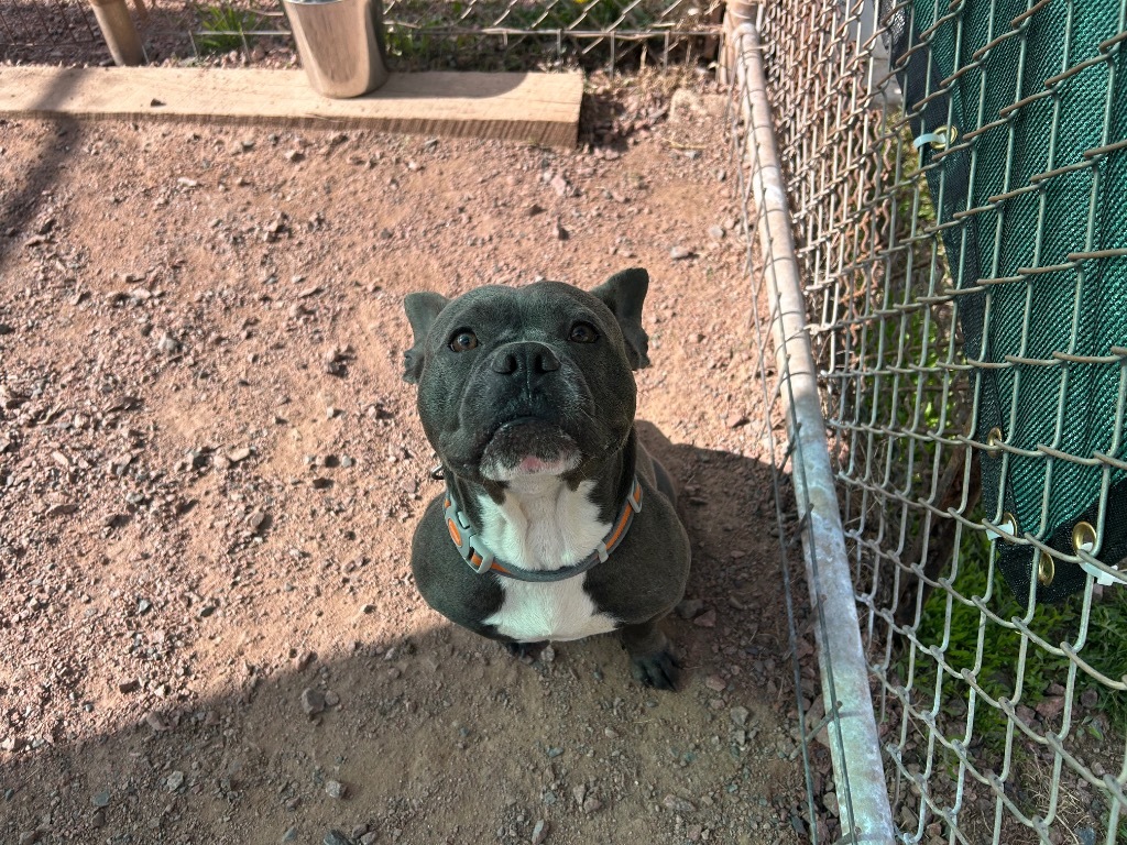 French Fry, an adoptable French Bulldog, Staffordshire Bull Terrier in Ashland, WI, 54806 | Photo Image 3
