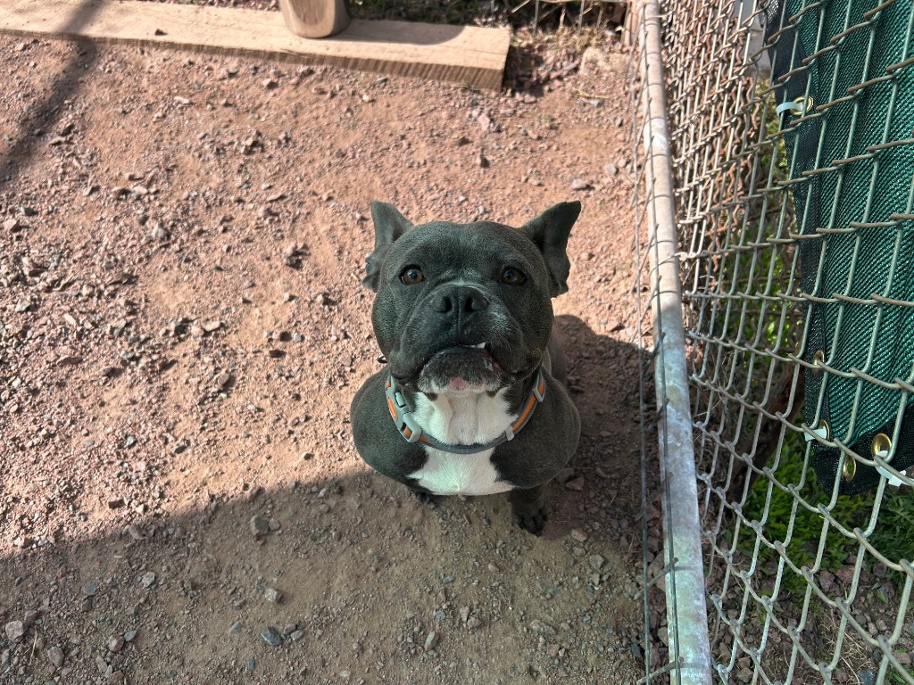 French Fry, an adoptable French Bulldog, Staffordshire Bull Terrier in Ashland, WI, 54806 | Photo Image 4