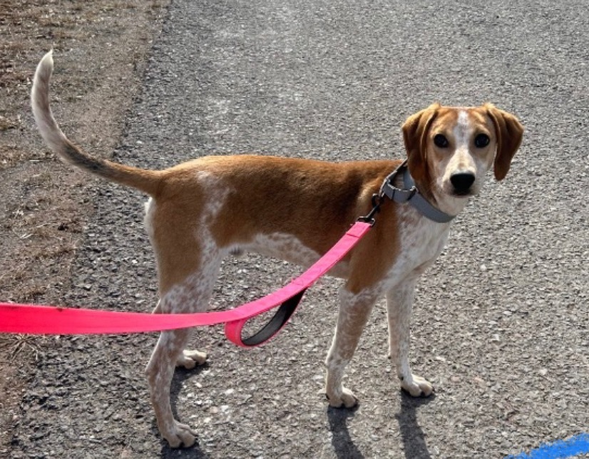 Spencer, an adoptable Hound in Ashland, WI, 54806 | Photo Image 1
