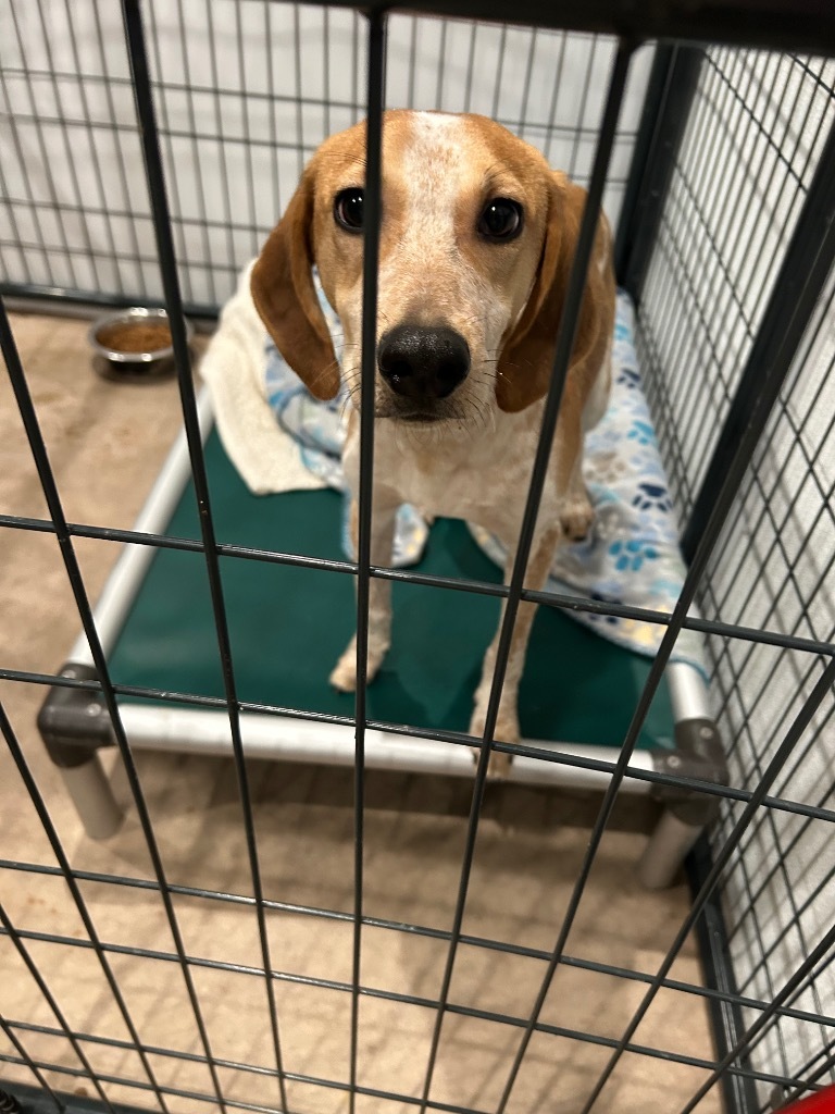 Spencer, an adoptable Hound in Ashland, WI, 54806 | Photo Image 2