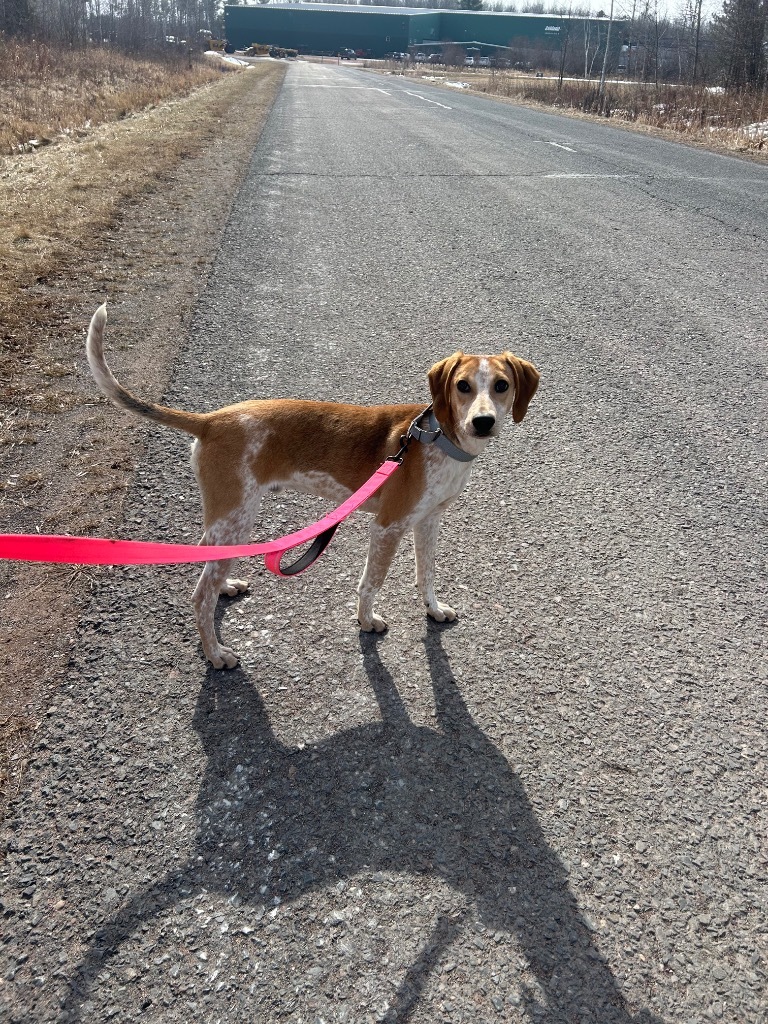 Spencer, an adoptable Hound in Ashland, WI, 54806 | Photo Image 3