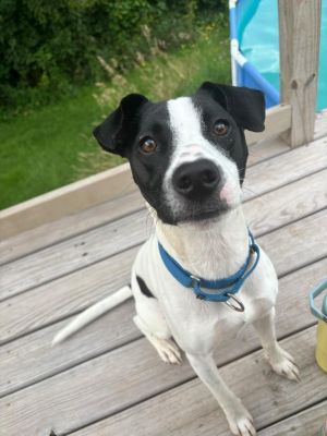 Lucien, Young Male Mixed Breed