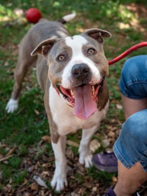 Pauly, Adult Male Mixed Breed