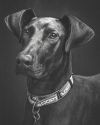 Nicks - Adopted TA photo 1