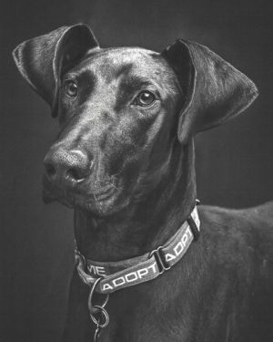Nicks - Adopted TA, Adult Male Mixed Breed