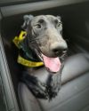 Nicks - Adopted TA photo 2