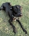 Nicks - Adopted TA photo 3
