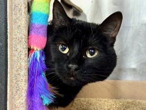 Lucia Domestic Short Hair Cat