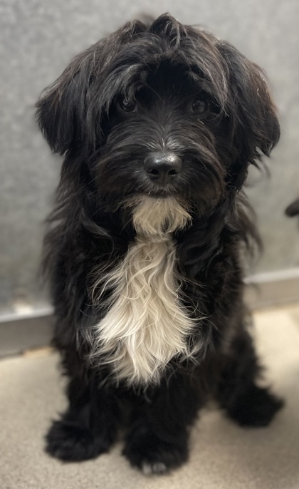 Milo