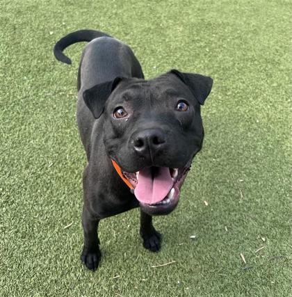 Hades, an adoptable Pit Bull Terrier, Mixed Breed in Hutchinson, KS, 67504 | Photo Image 1