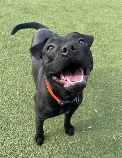 Hades, an adoptable Pit Bull Terrier, Mixed Breed in Hutchinson, KS, 67504 | Photo Image 2