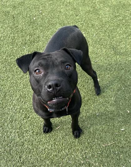Hades, an adoptable Pit Bull Terrier, Mixed Breed in Hutchinson, KS, 67504 | Photo Image 3