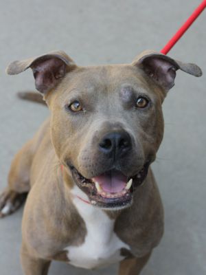 Babs, Adult Female Mixed Breed